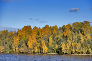Forest by River in Autumn