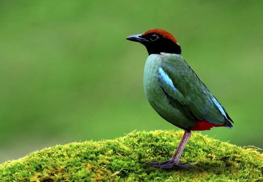 Hooded pitta (Pitta sordida) beautiful green bird with black head and red vented fully standing on mossy grass over blur background, fascinated nature
