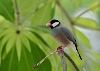 Java sparrow (Lonchura oryzivora) lovely grey birds with pink bills and legs perching on tree branch over green leafs, exotic nature