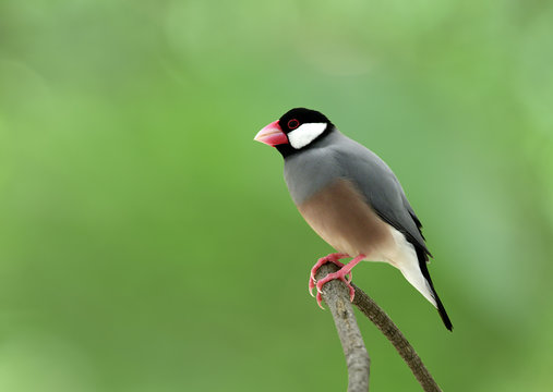 Java sparrow (Lonchura oryzivora) beautiful grey birds with pink legs and bills perching on a branch over blur green background, exotic nature