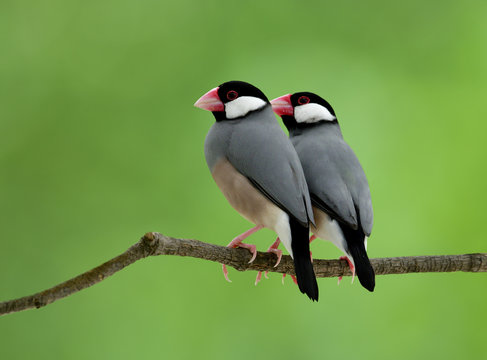 Java sparrow (Lonchura oryzivJava sparrow (Lonchura oryzivora) fine grey birds with pink bills and legs warmly perching together on tree branch over blur green background
