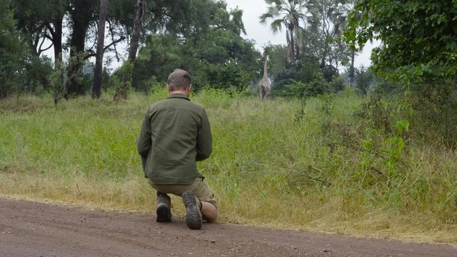  Man on safari holiday taking a photo of wild giraffe in Zambia, Africa