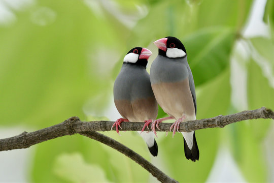Java sparrow (Lonchura oryzivora) fine grey birds with pink bills perching teasing each other on branch over green leafs, sweet nature
