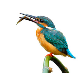 Lovely blue bird, Common Kingfisher (Alcedo atthis)  perching on bamboo stick with little fish in his mouth isolated on white background