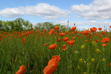 Poppies and Blue Sky