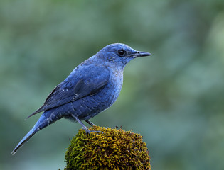 Male of Blue Rock Thrush (Monticola solitarius) amazing pale color bird perching on mossy ground over blur green background, exotic nature
