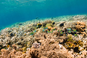 Naklejka na ściany i meble Colorful tropical fish on a healthy coral reef in Komodo, Indonesia