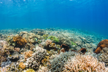 Thriving, healthy tropical coral reef in Komodo, Indonesia