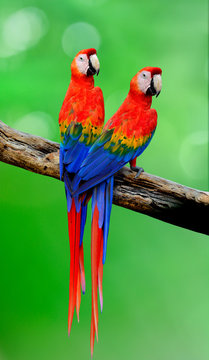 Pair of Scarlet macaw parrot birds perching on the wooden log with beautiful back feathers over green blur background