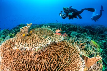 Rolgordijnen SCUBA diver with a camera swimming over a colorful, healthy, tropical coral reef © whitcomberd
