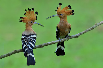 Sweet pair of Common Hoopoe (Upupa epops) beautifu brown bird spiky crested head perching on a branch with detail of back and fore feathers profile, exotic nature © prin79