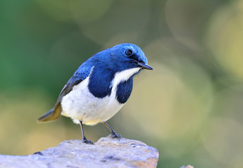 Ultamarine Flycatcher (superciliaris ficedula) a chubby beautiful blue and white bird perching on the rock showing its chest feathers profile over far green background in the nature