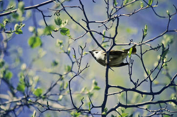 bird in the branches against the sky in the spring