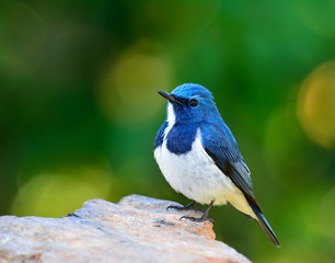 Ultamarine Flycatcher (superciliaris ficedula) chubby blue and white bird perching on the rock over far green background in the nature, fascinated creature