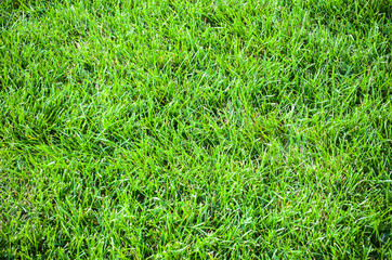 grass texture
