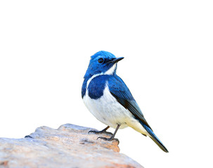 Ultramarine Flycatcher (superciliaris ficedula) beautiful blue bird perching on the rock isolated...