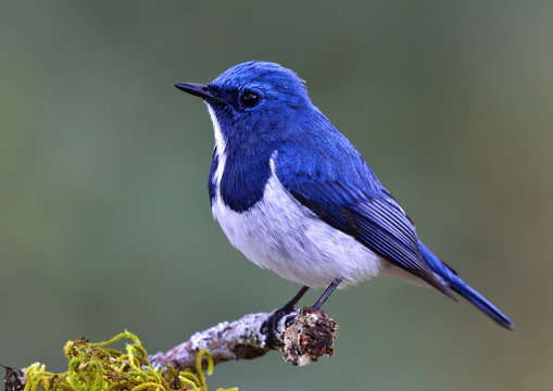 Ultramarine Flycatcher (Superciliaris ficedula) cute blue bird perching on top mossy stick over far blur green background in shaded sun lighting, amazing nature