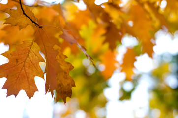 Fototapeta na wymiar Orange leaves on a blurred nature