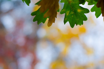 Yellow green leaves on a blurred nature