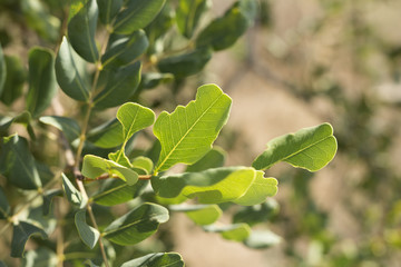 leaves of a wild plant photographed close up