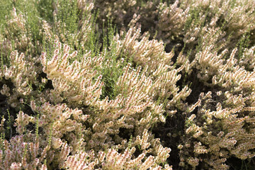 Wild plants of the province of Alicante.