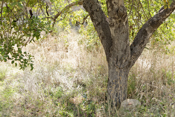 Trunk of a carob tree in the field of Elche