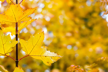 Orange leaves on a blurred nature