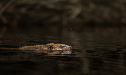 Beaver, Castor fiber, swimming in dark water © Lillian