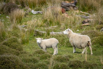 Fototapeta premium Lamb And Mother