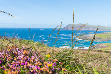 Focus on dry grass blowing in wind in foreground of coastal landscape