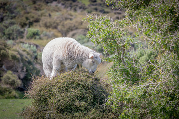 Lamb On Bush