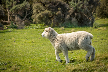 Fototapeta premium Sheep, Wainuiomata, New Zealand