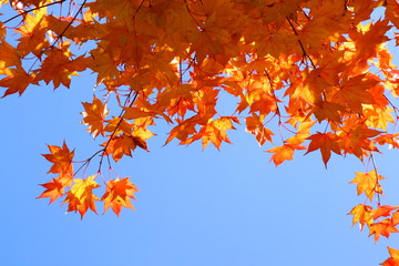 Autumn leaves of Sapporo park　