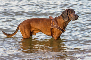 Dog in a water.Cute hunting dog playing in a water of a lake