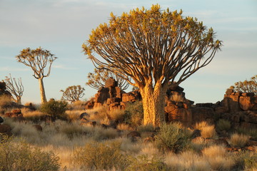 Quiver Trees