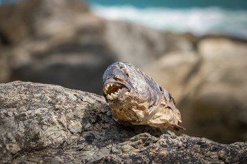 Dried Dead Fish Teeth, New Zealand