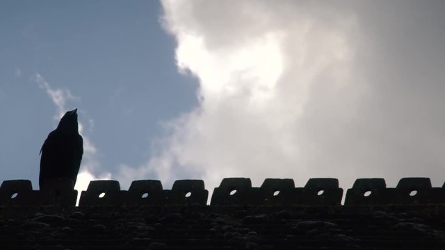 Young crow fledgling flying away from its mother 