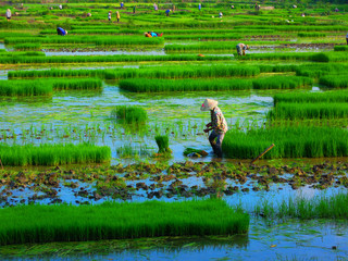 Vietnam, traditional farmworking in a green ricefield near Ninh Binh; ...