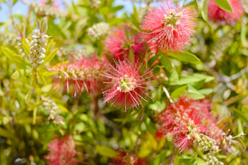 Colorful beautiful Callistemon natural exotic blooming flower bush vibrant abstract background, closeup photo