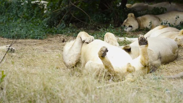  Pride of wild lions relaxing in natural habitat in Zambia, Africa