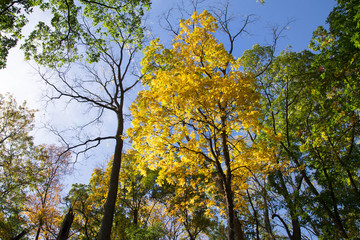 Obraz premium autumn_landscape2