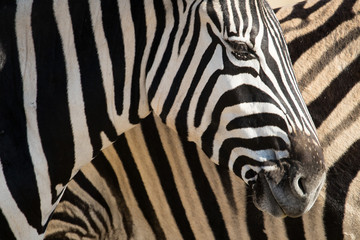 Fototapeta na wymiar Zebra near