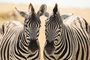 Fototapeta na wymiar Zebra twins