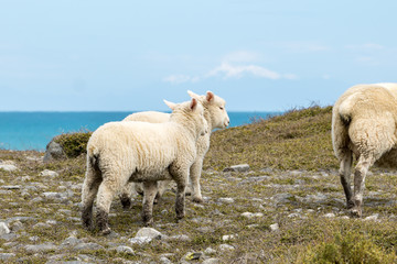 Obraz premium South Island Sheep