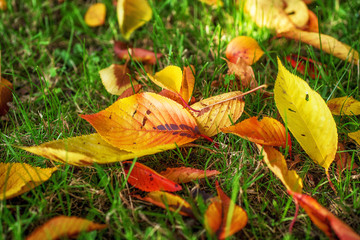 Herbstlaub