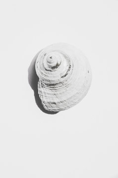 White shell on a white background