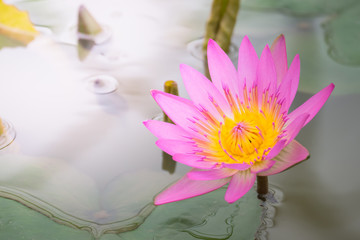 Lotus flowers blooming on the pond in summer