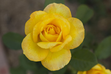 Yellow Rose