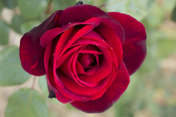 Red Rose