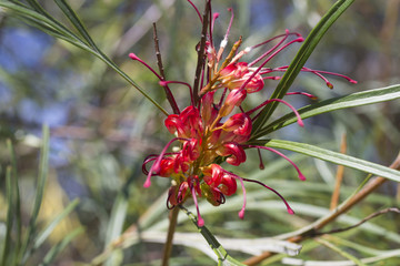 Grevillea